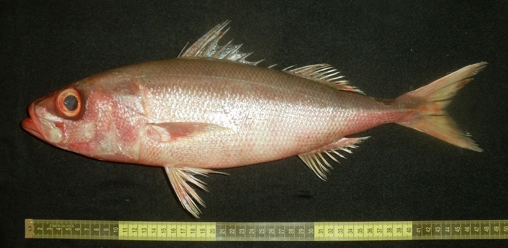 Japanese Rubyfish