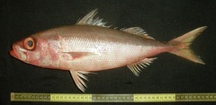 Japanese Rubyfish photo 4