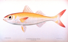 Japanese Rubyfish photo 5