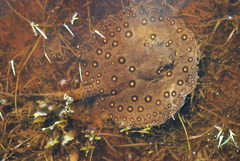 Potamotrygon motoro