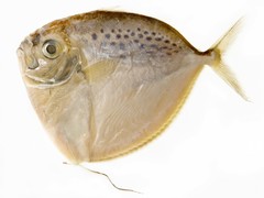 Moonfish photo 4