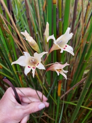 Gladiolus carneus