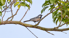 Parus minor commixtus