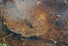 Potamotrygon motoro