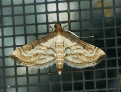 Marasmia trapezalis