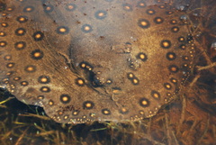 Potamotrygon motoro
