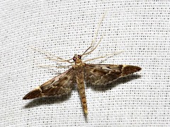 Duponchelia lanceolalis