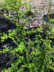 Dodonaea hirsuta