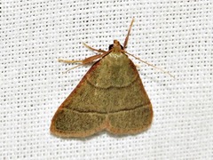 Hypsopygia nostralis