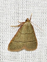 Hypsopygia nostralis