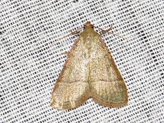 Hypsopygia nostralis