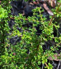 Dodonaea hirsuta