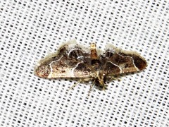 Pyralis albilautalis