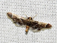 Pyralis albilautalis