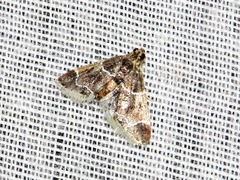 Pyralis albilautalis