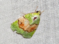 Lophocrama phoenicochlora