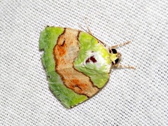 Lophocrama phoenicochlora