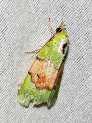Lophocrama phoenicochlora