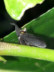 Enchenopa albidorsa