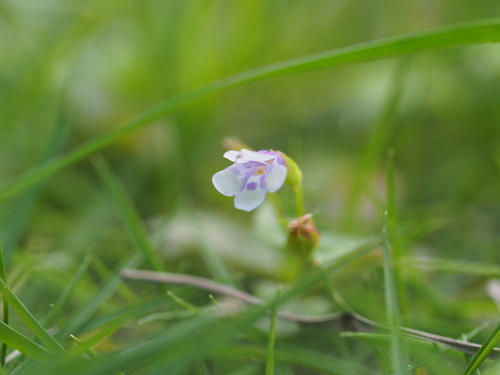 Torenia crustacea