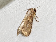 Condica capensis