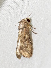 Condica capensis