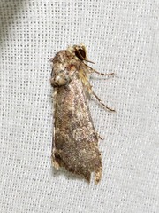 Condica capensis