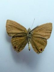 Anthene rubricinctus