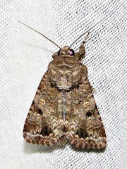 Spodoptera triturata