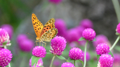 Argynnis hyperbius