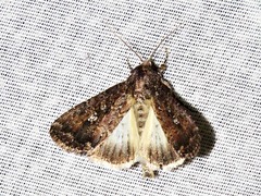 Condica capensis