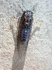 Myopsalta mackinlayi