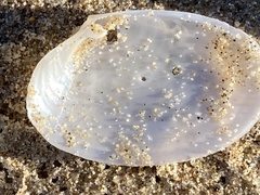Periploma planiusculum
