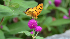 Argynnis hyperbius