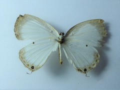 Oboronia punctatus