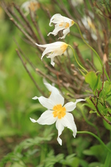 Erythronium montanum