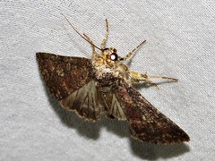 Condica capensis