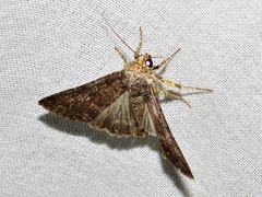 Condica capensis
