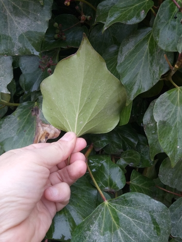 Image of Hedera algeriensis by (c) Karim Haddad, some rights reserved (CC BY)