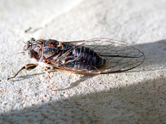 Myopsalta mackinlayi
