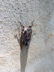 Myopsalta mackinlayi