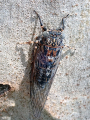 Myopsalta mackinlayi