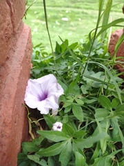 Ipomoea cairica