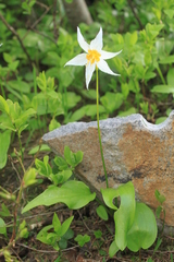 Erythronium montanum