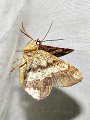 Chiasmia umbrata