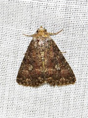 Condica capensis
