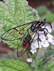 Argyroeides ophion