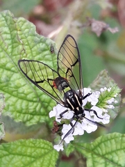 Argyroeides ophion