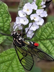 Argyroeides ophion