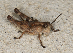 Phaulacridium vittatum